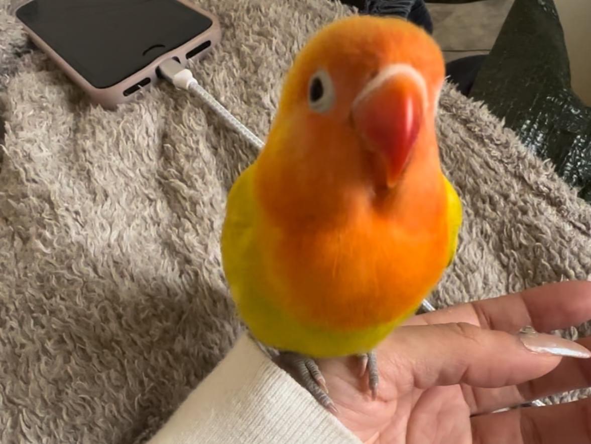 ひえちゃん ひえちゃん