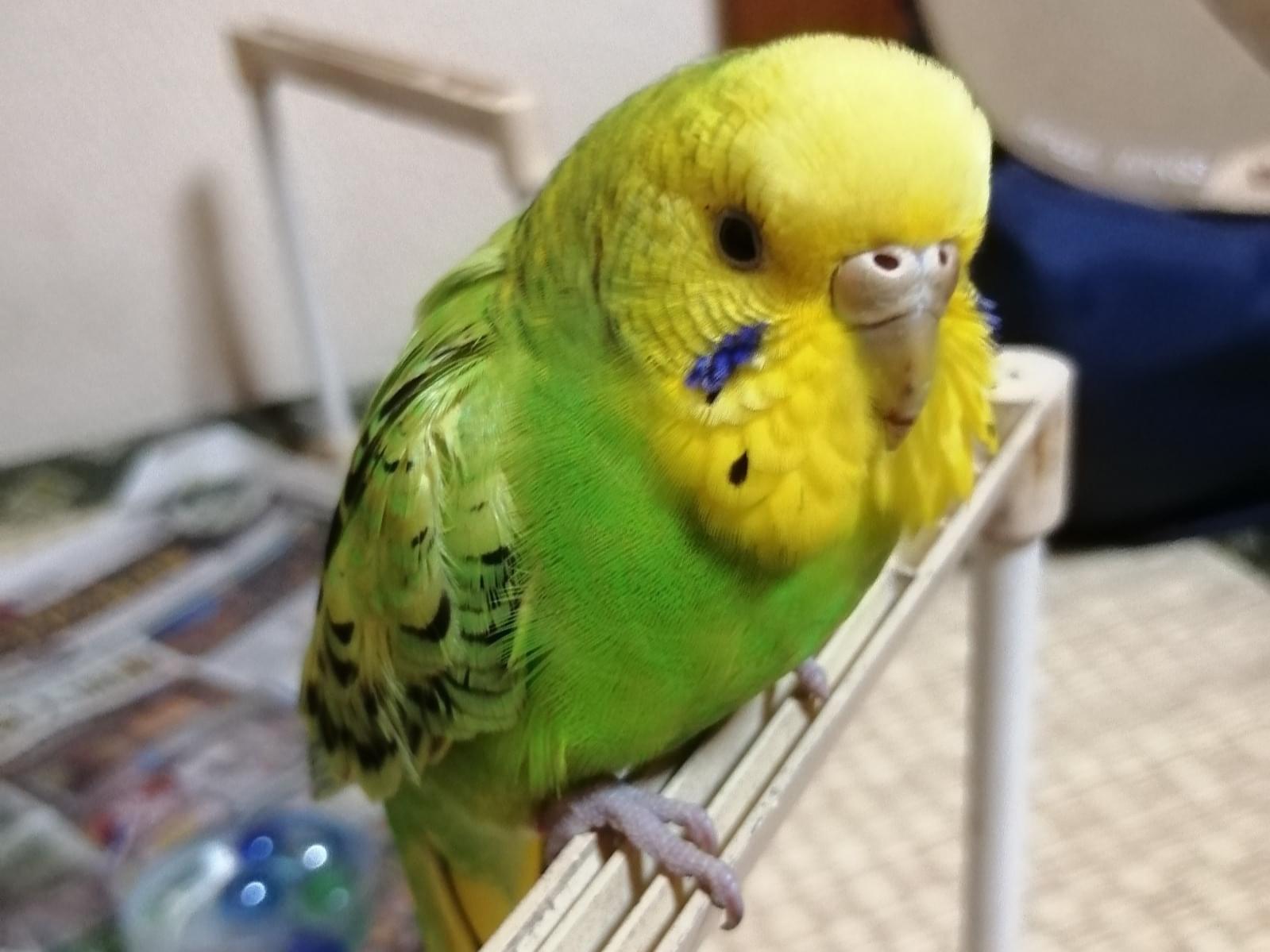保護された鳥 保護された鳥