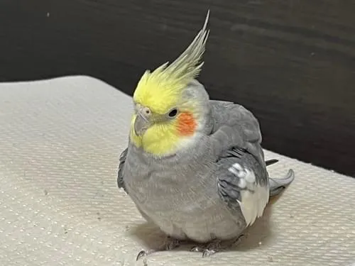 オカメインコ(ノーマルグレー)を探しています