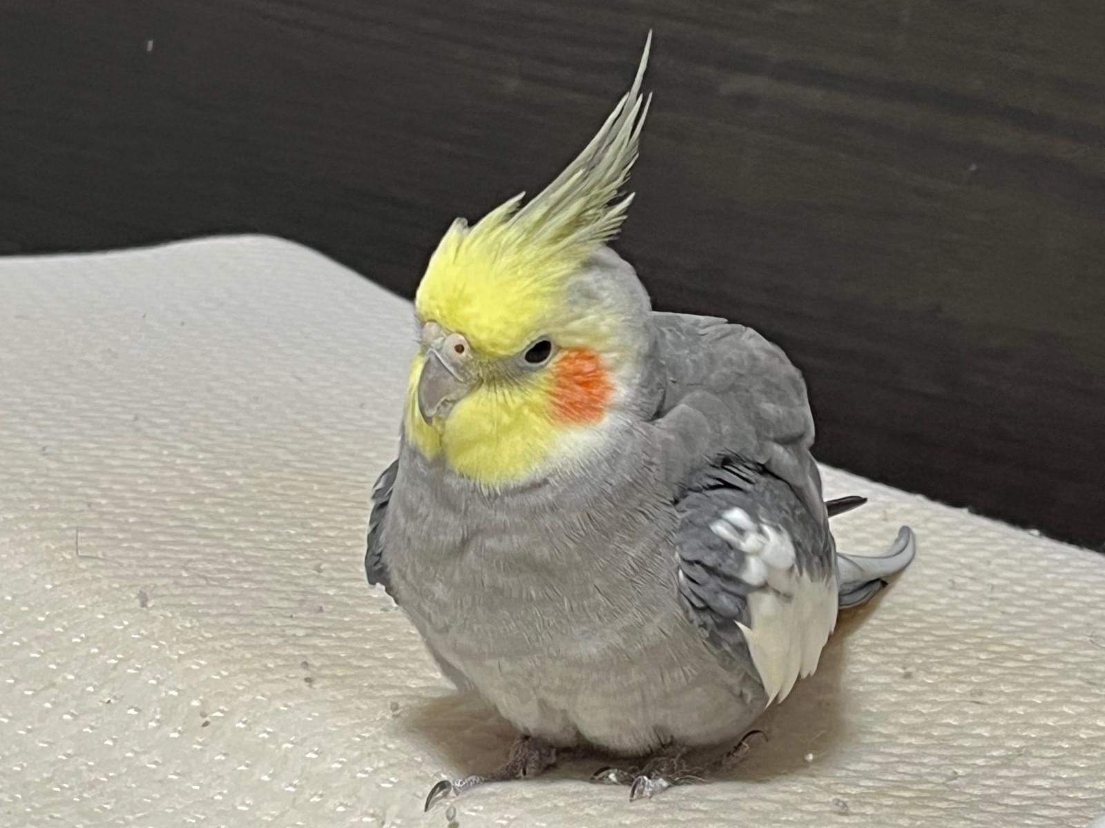 モヒちゃん モヒちゃん