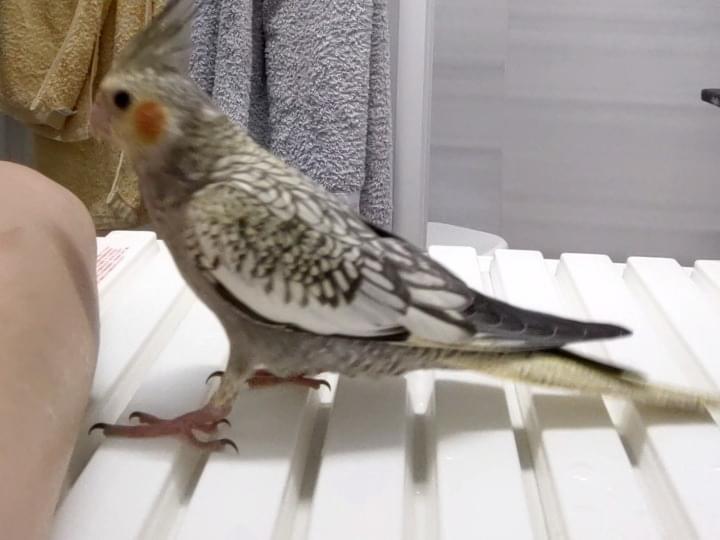 ポムちゃん ポムちゃん
