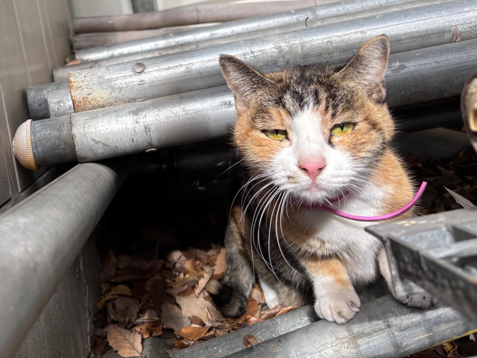 目撃された猫 目撃された猫