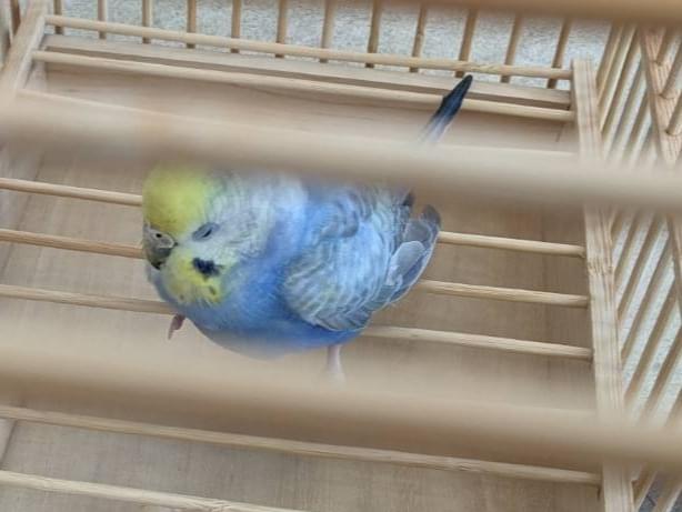 保護された鳥 保護された鳥