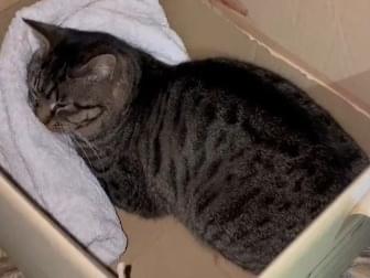 保護された猫 保護された猫