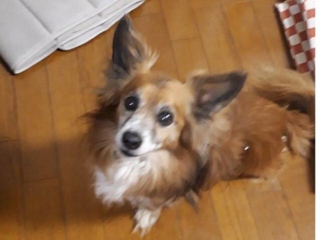 サムちゃん サムちゃん