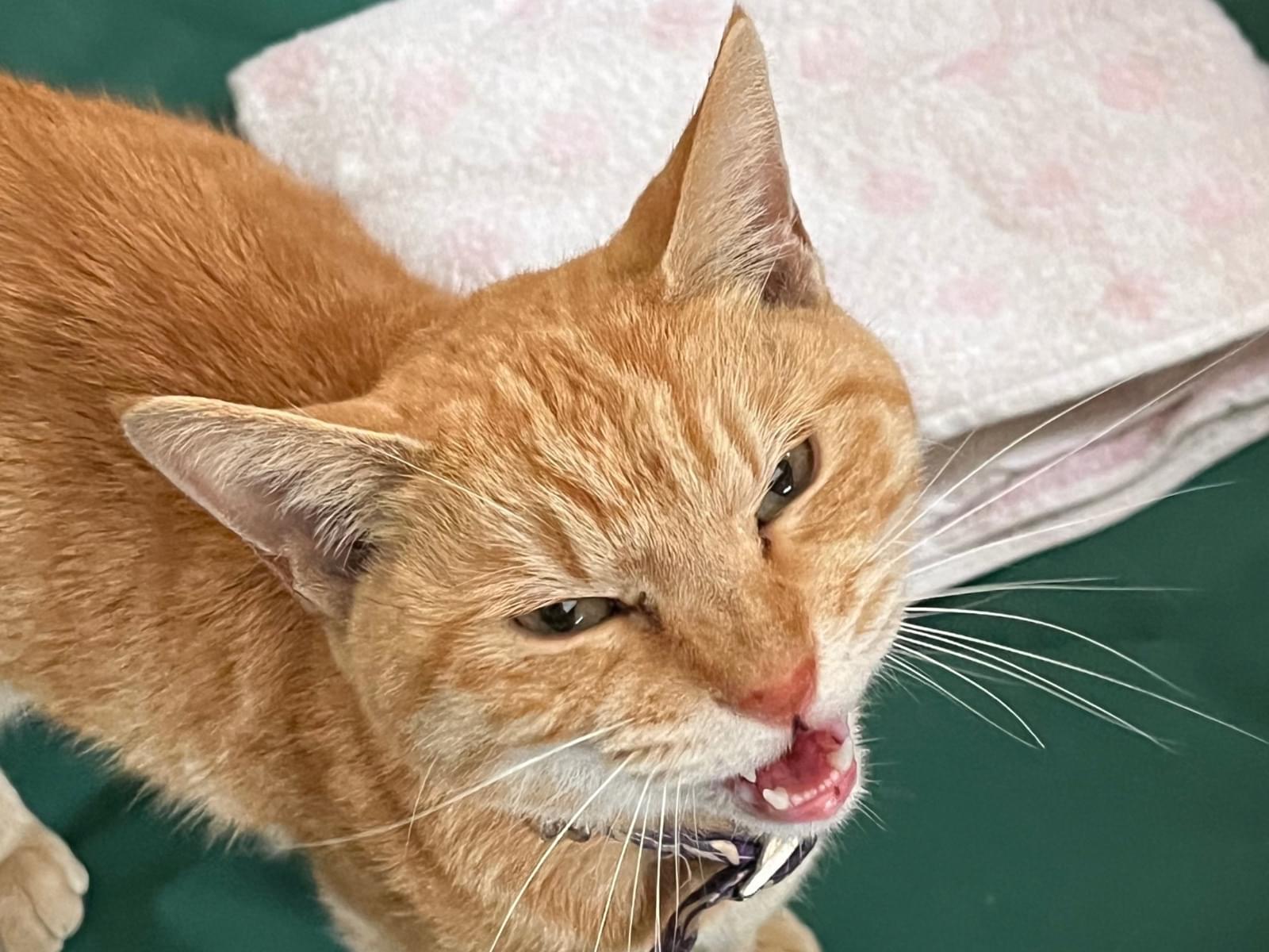 保護された猫 保護された猫