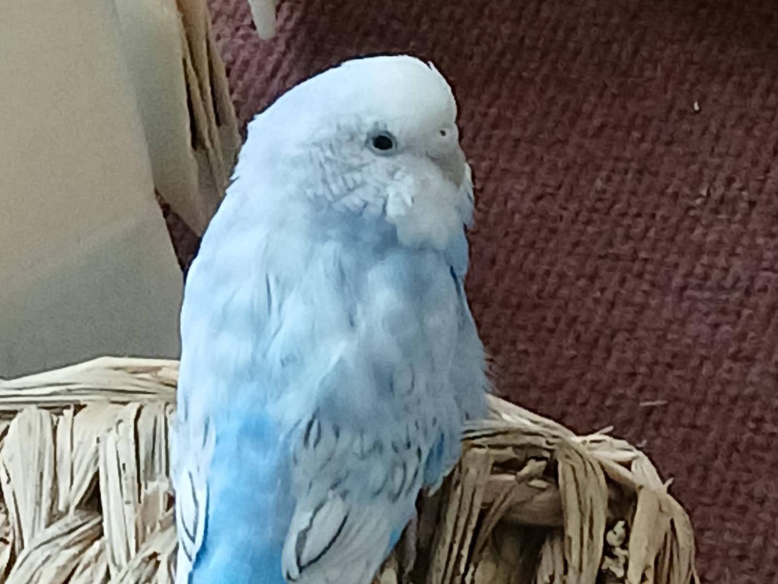 ペコちゃん ペコちゃん