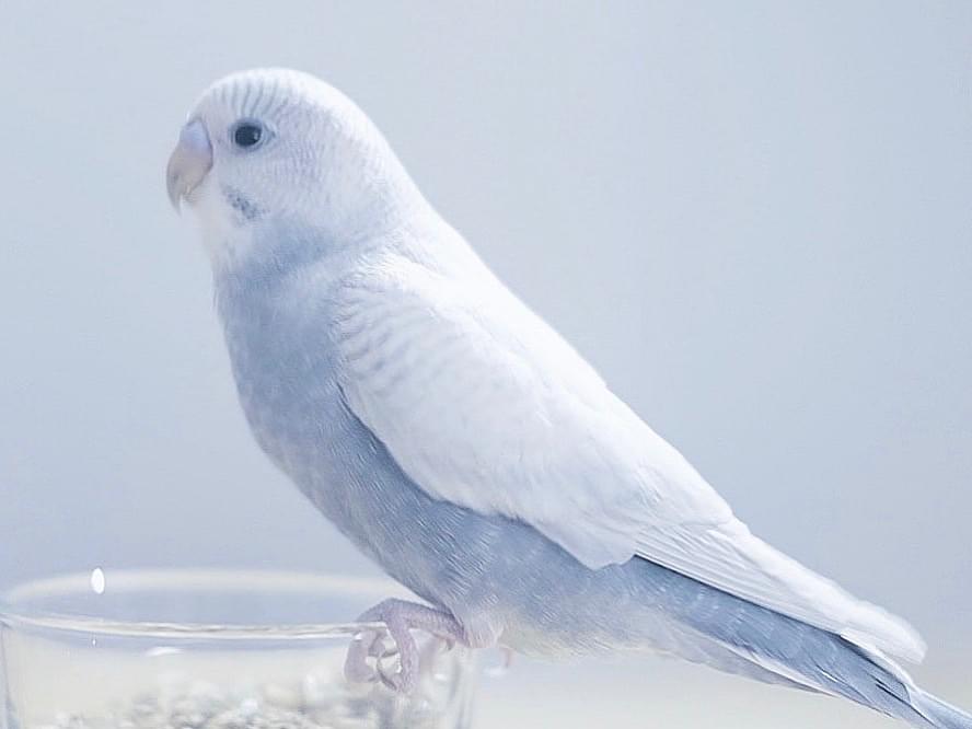 ぐりちゃん ぐりちゃん