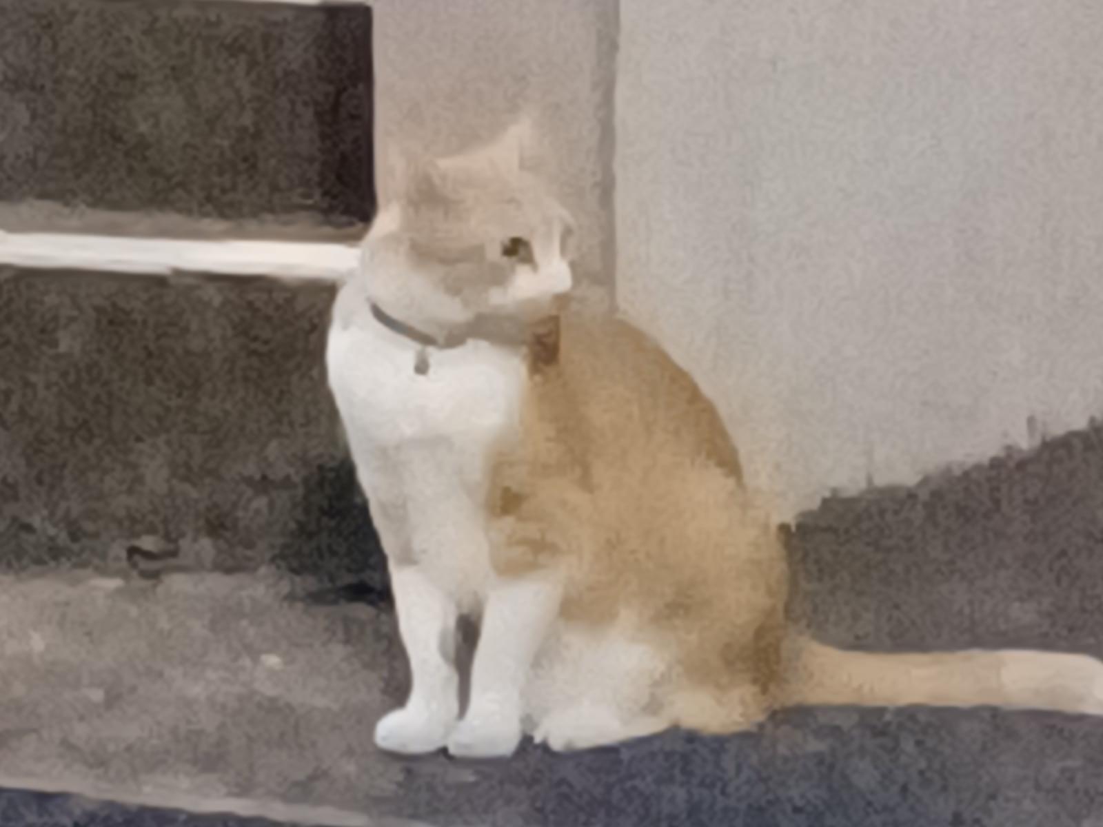 目撃された猫 目撃された猫