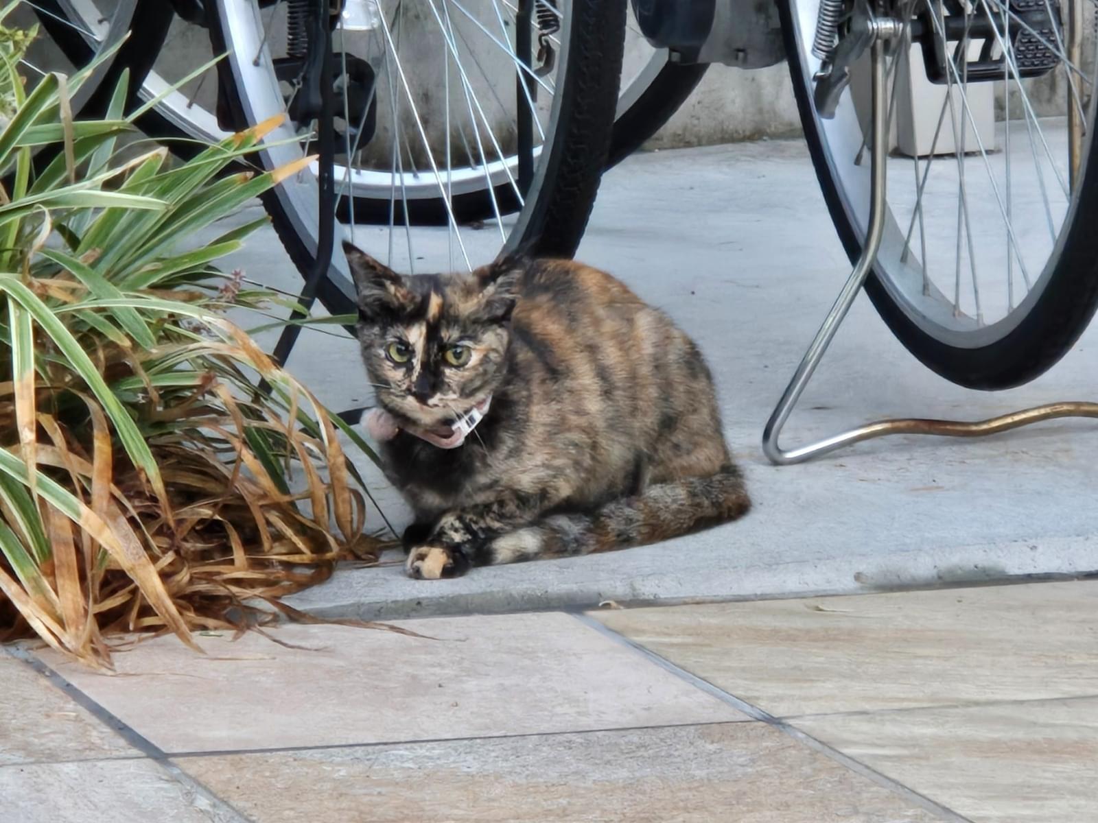 目撃された猫 目撃された猫