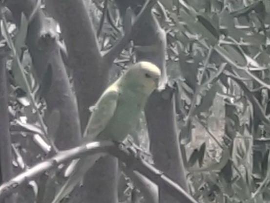 目撃された鳥 目撃された鳥