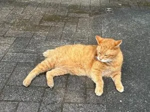 茶トラのおじいちゃん猫探しています