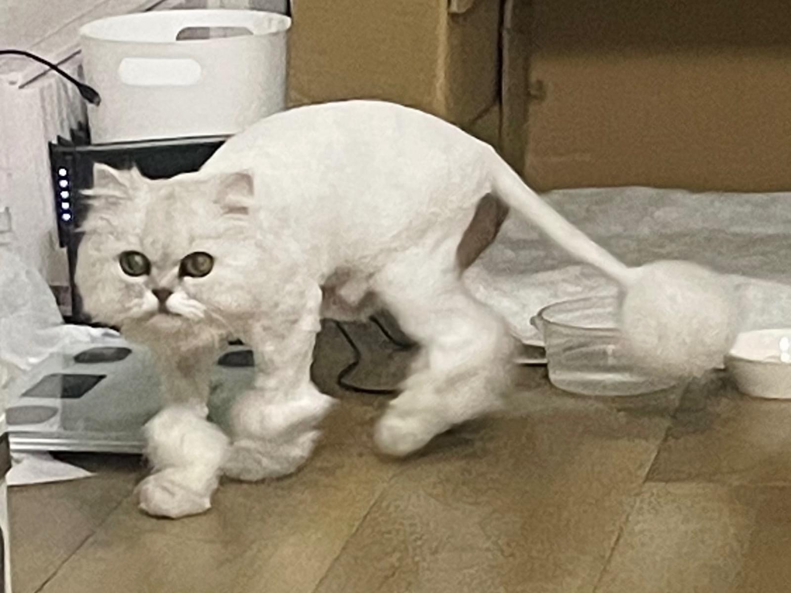 保護された猫