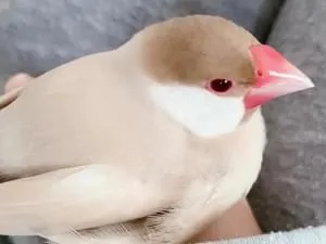 シナモン文鳥さま専用ページ シナモン文鳥の幼鳥 里親」神奈川県 - 鳥の里親募集(513615