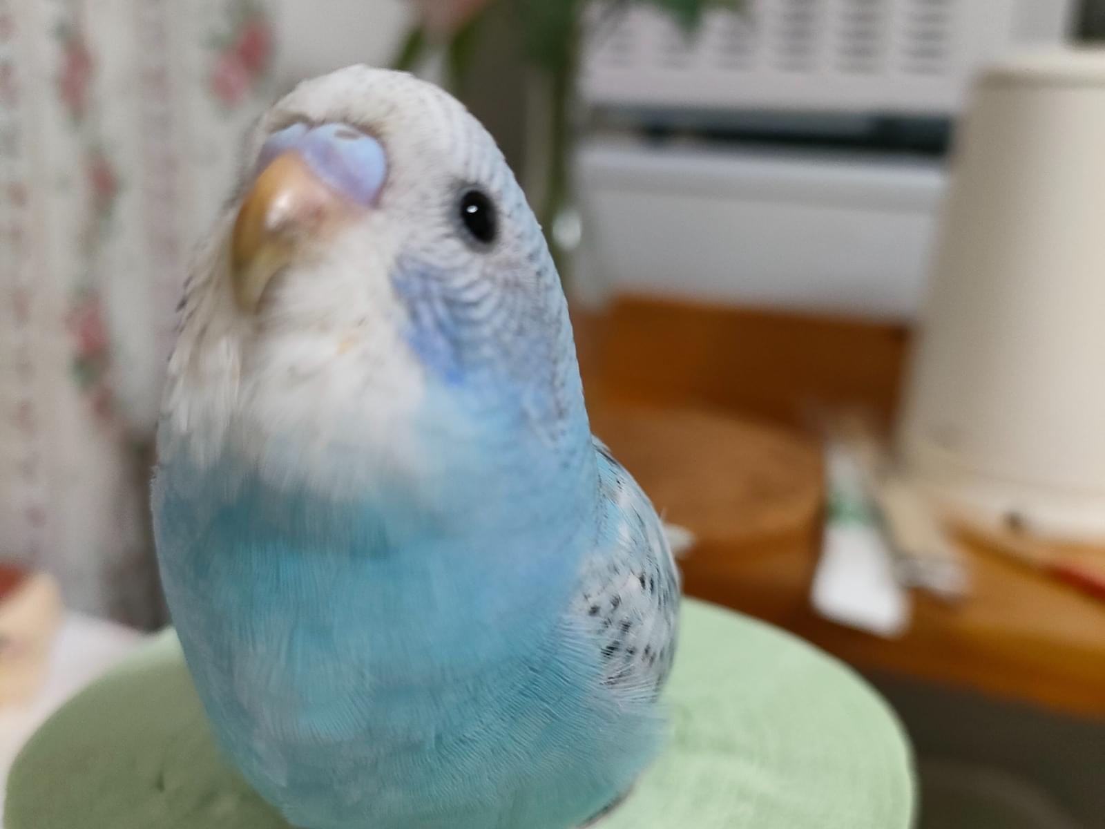 ぴぃちゃん ぴぃちゃん