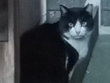目撃された猫 目撃された猫