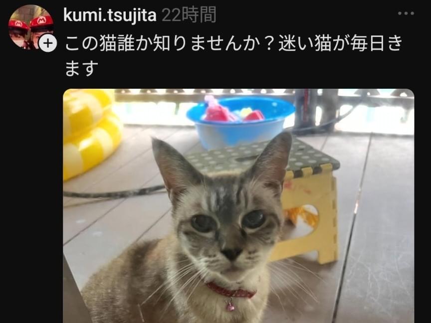 目撃された猫 目撃された猫