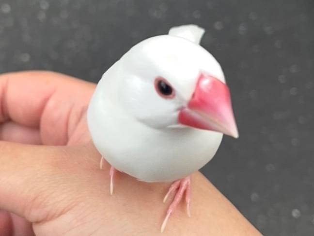保護された鳥 保護された鳥
