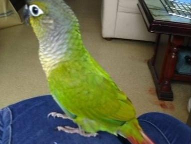 迷子になった鳥 迷子になった鳥