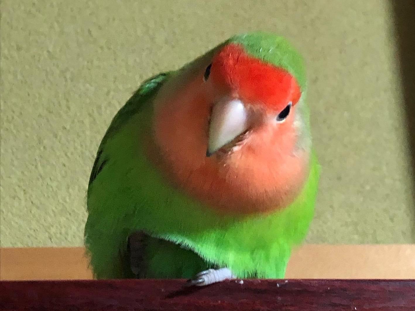 ピピちゃん ピピちゃん