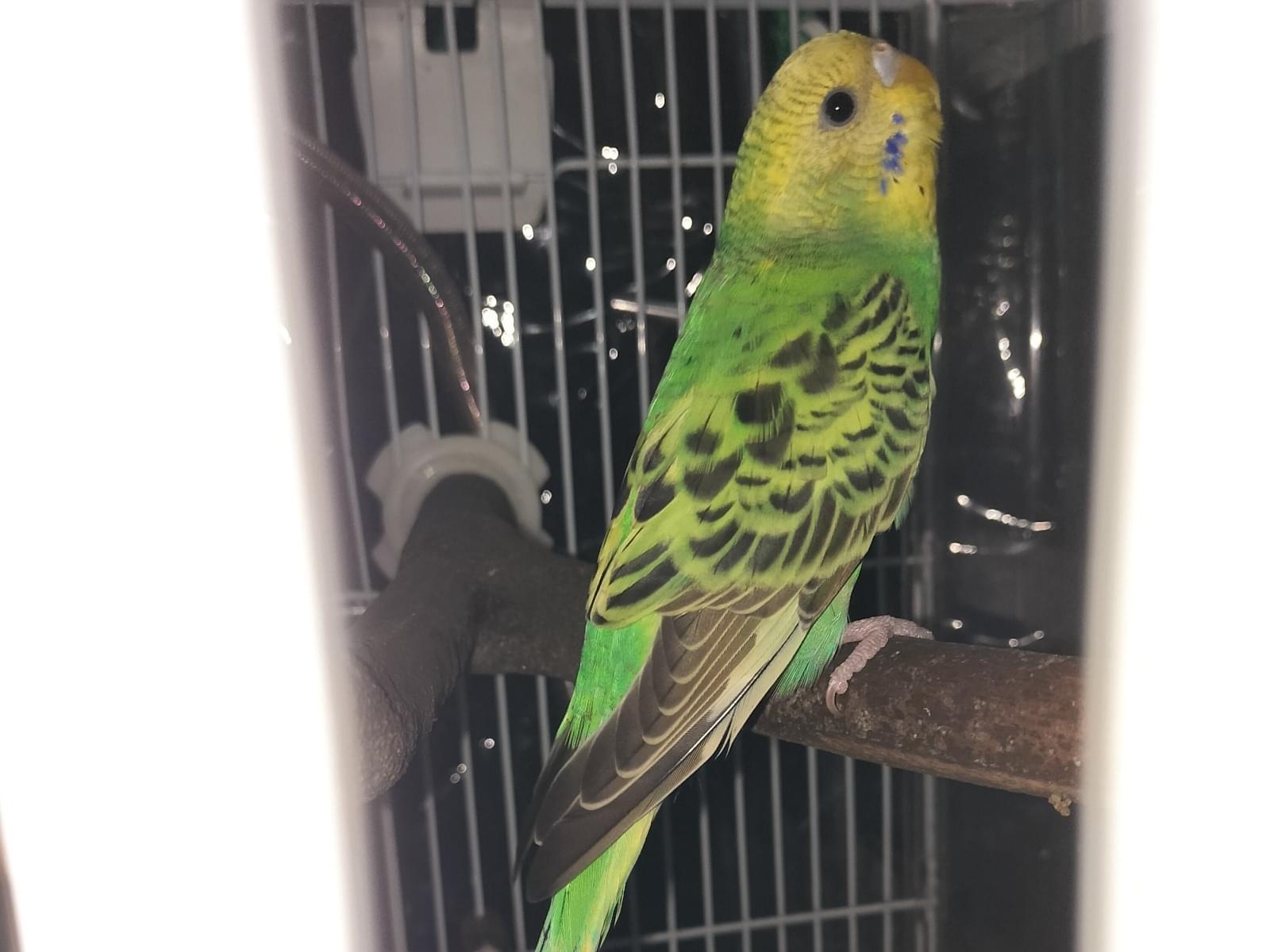 セキセイインコちゃん セキセイインコちゃん