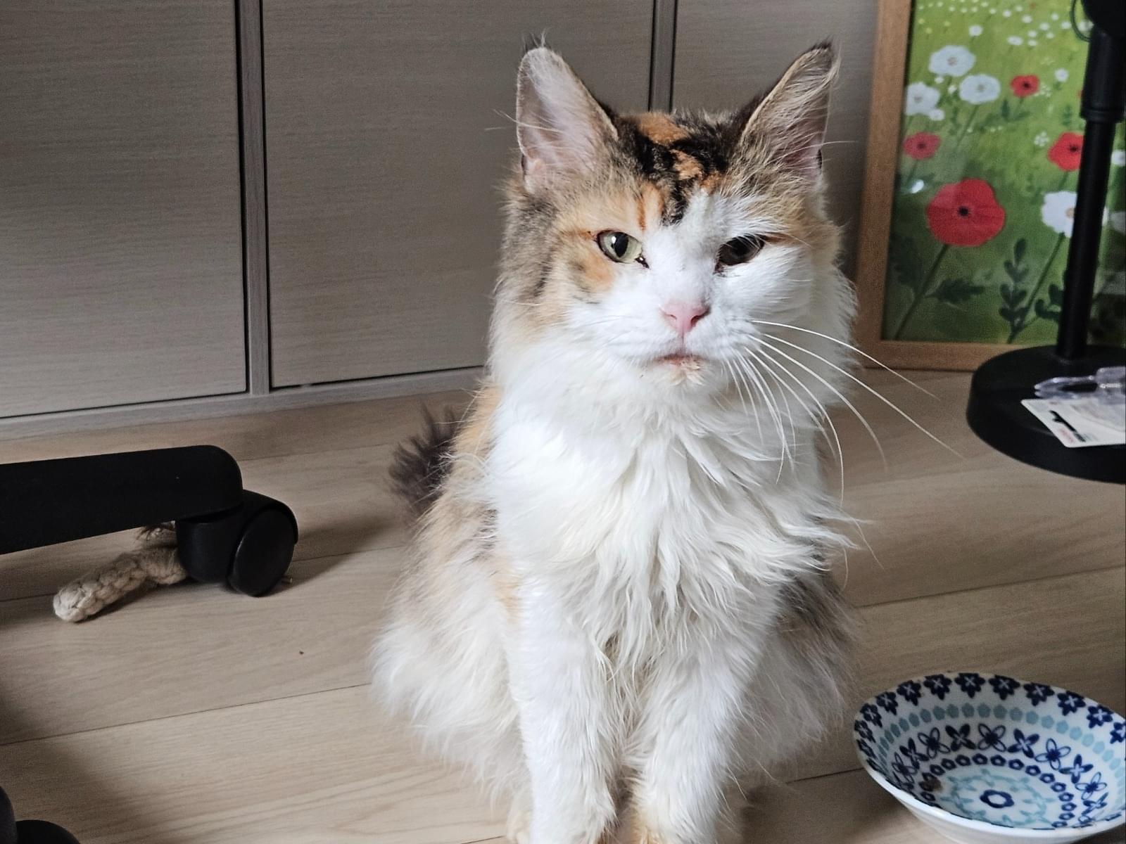 保護された猫 保護された猫