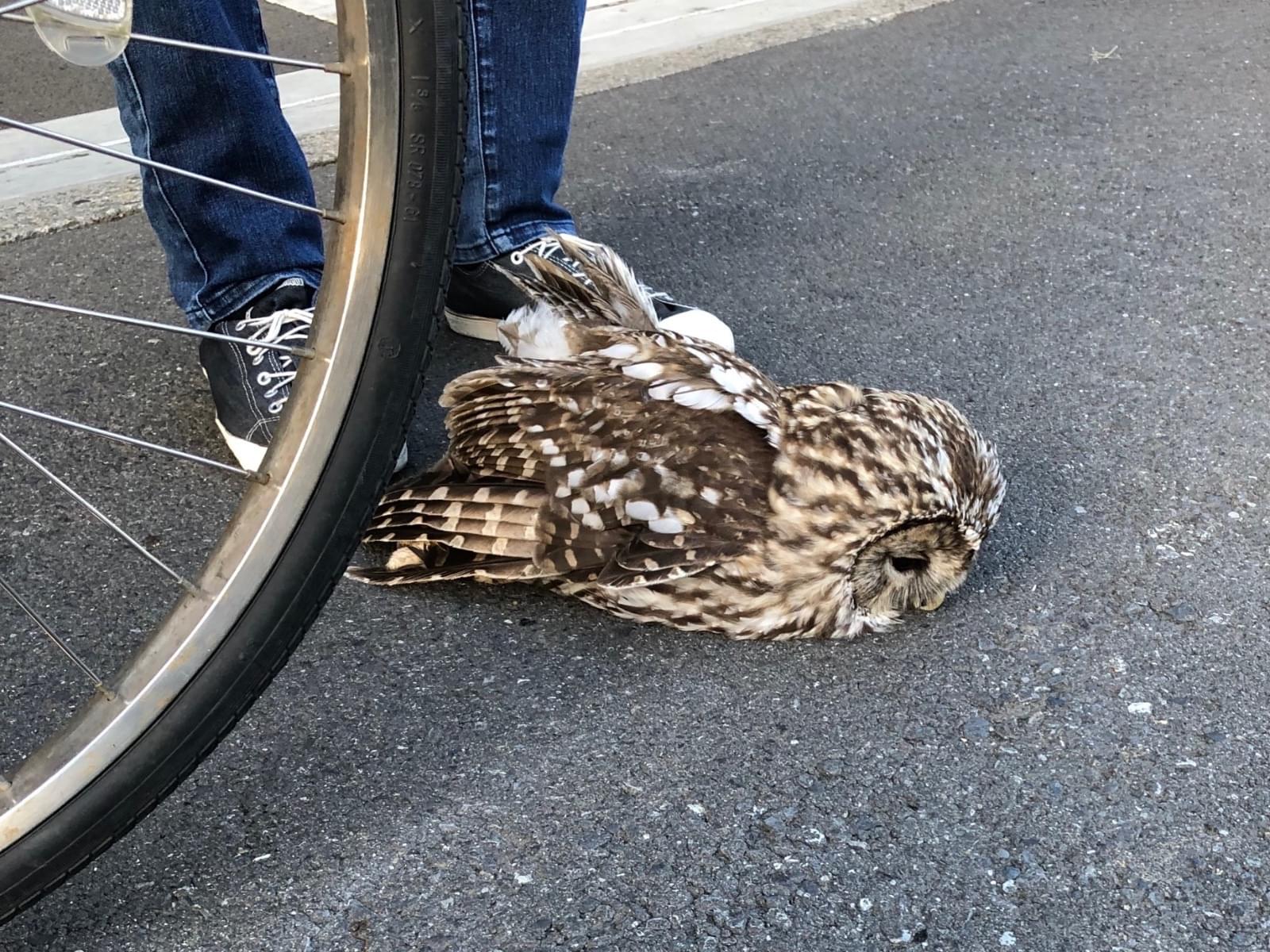目撃された鳥 目撃された鳥