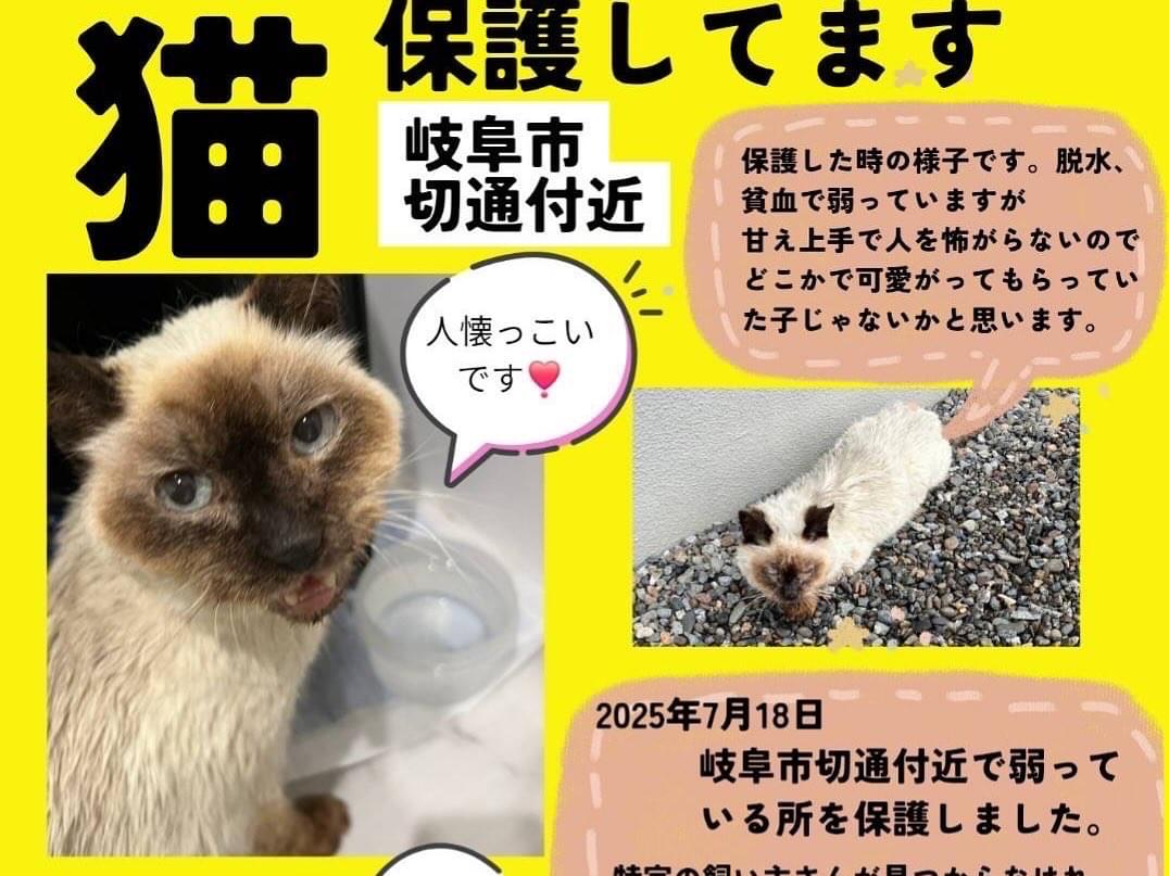 保護された猫 保護された猫
