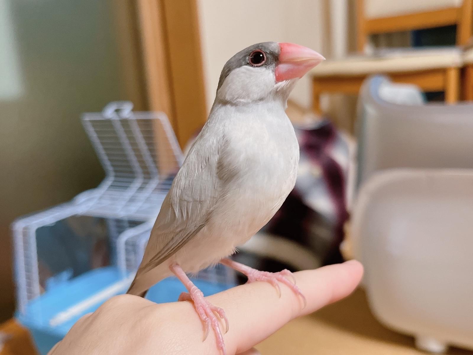 ぽてちちゃん ぽてちちゃん