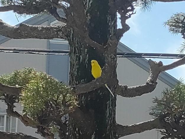目撃された鳥 目撃された鳥