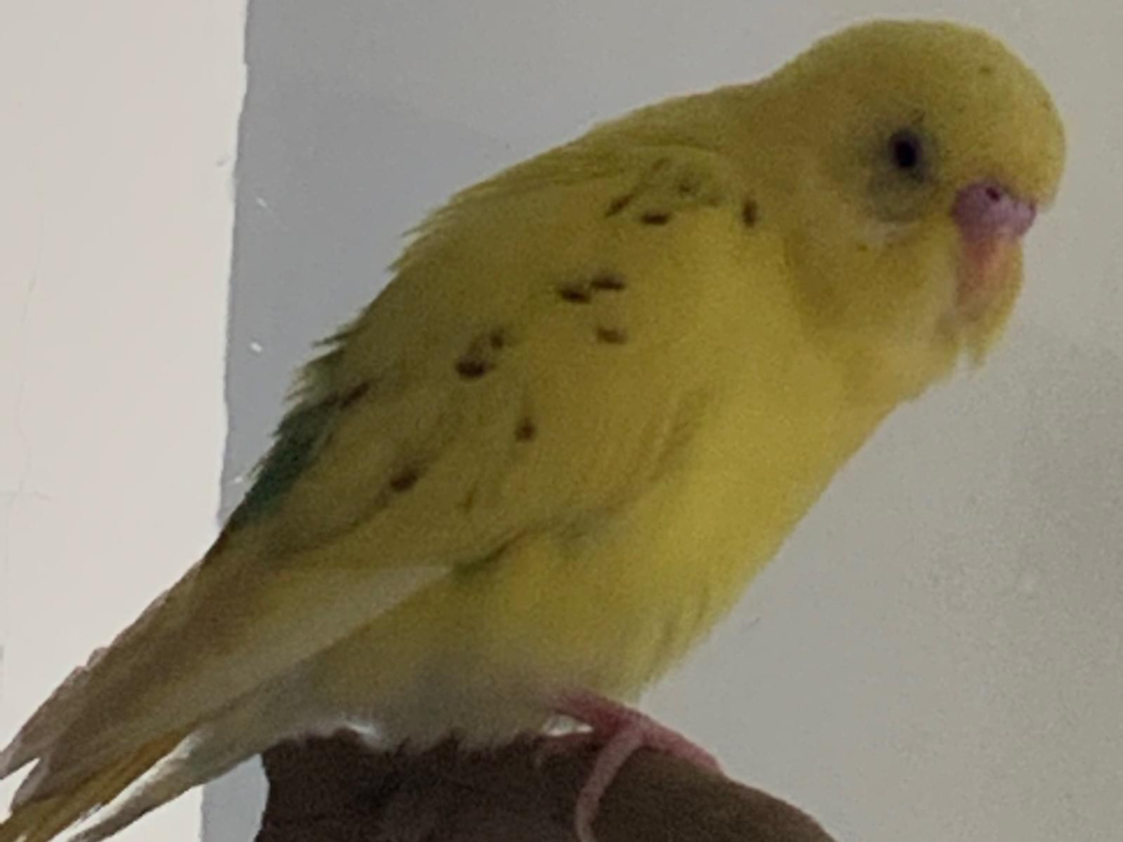 ぴこちゃん ぴこちゃん