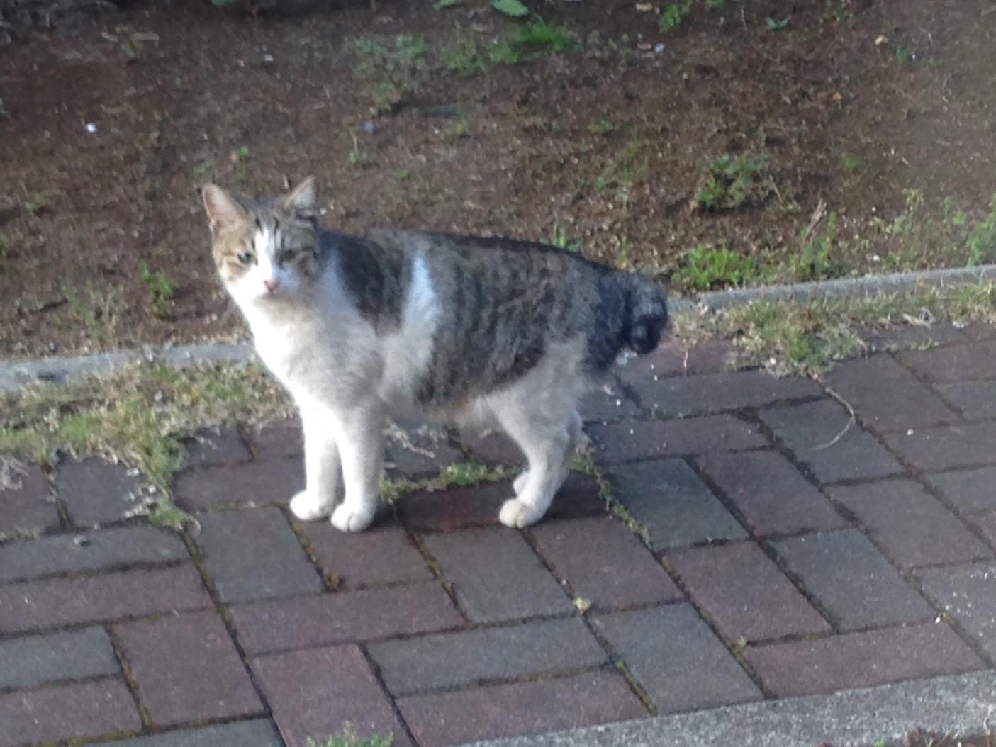 目撃された猫 目撃された猫