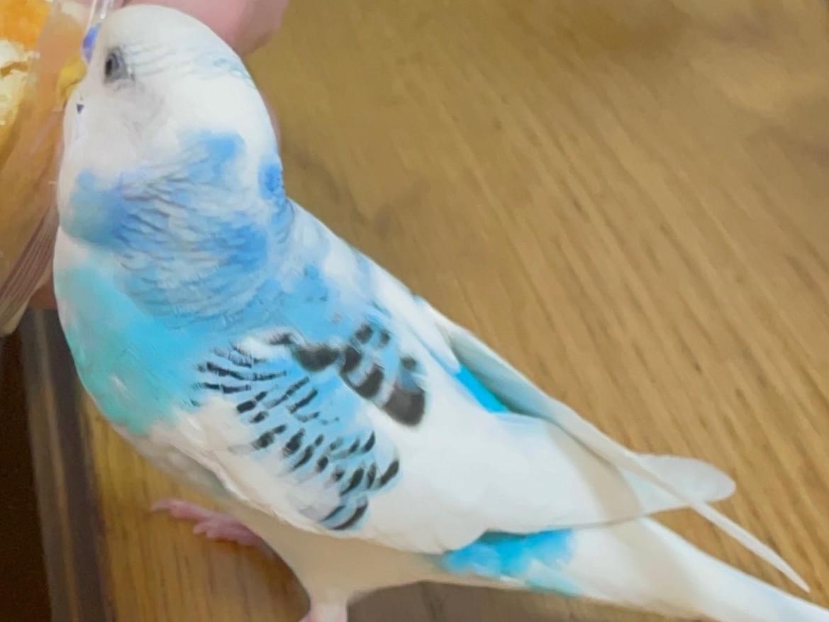 キュウタちゃん キュウタちゃん
