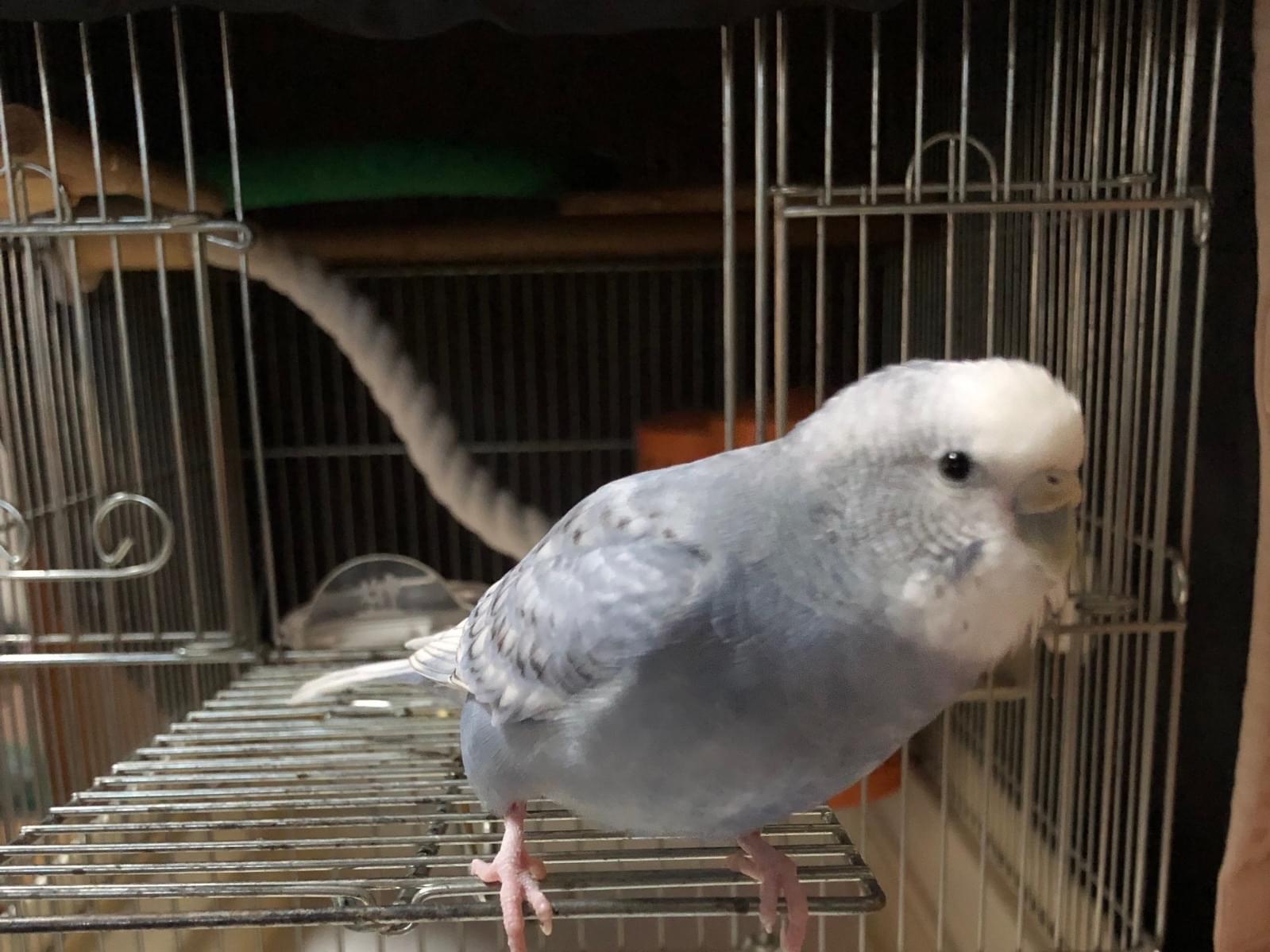 インコちゃん インコちゃん