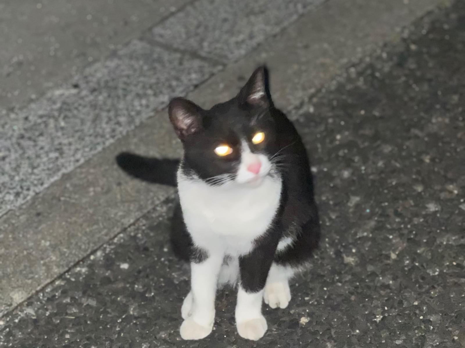 目撃された猫 目撃された猫