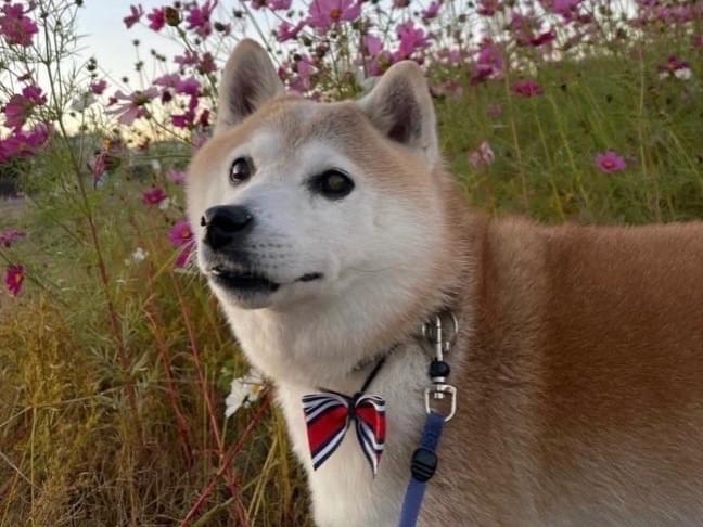 こたろうちゃん こたろうちゃん