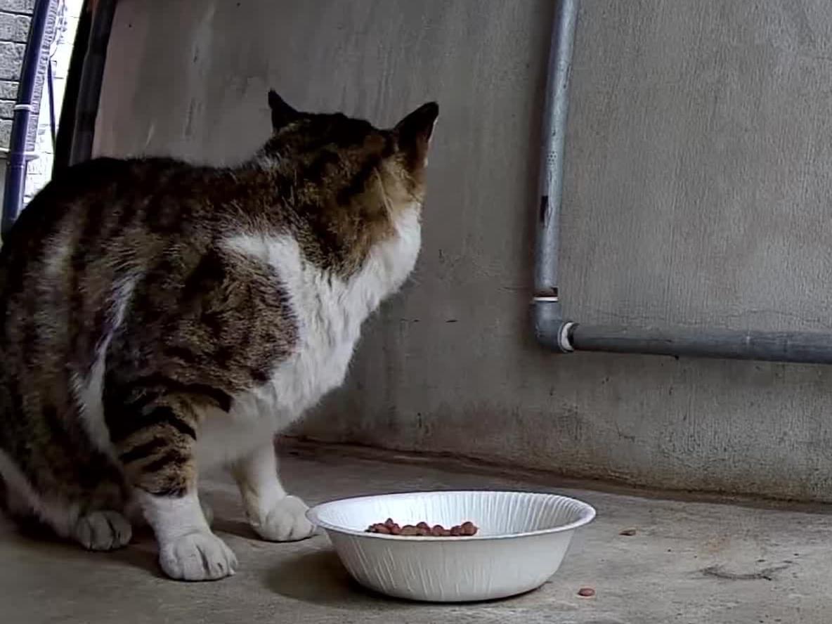 目撃された猫 目撃された猫