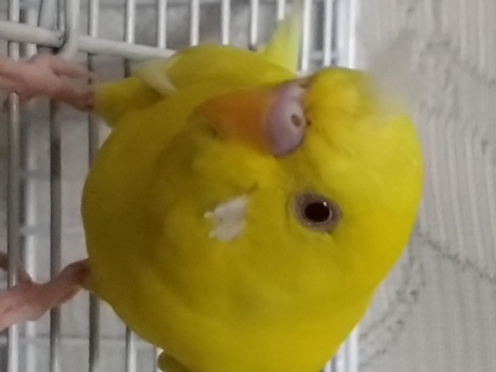 レモンちゃん レモンちゃん