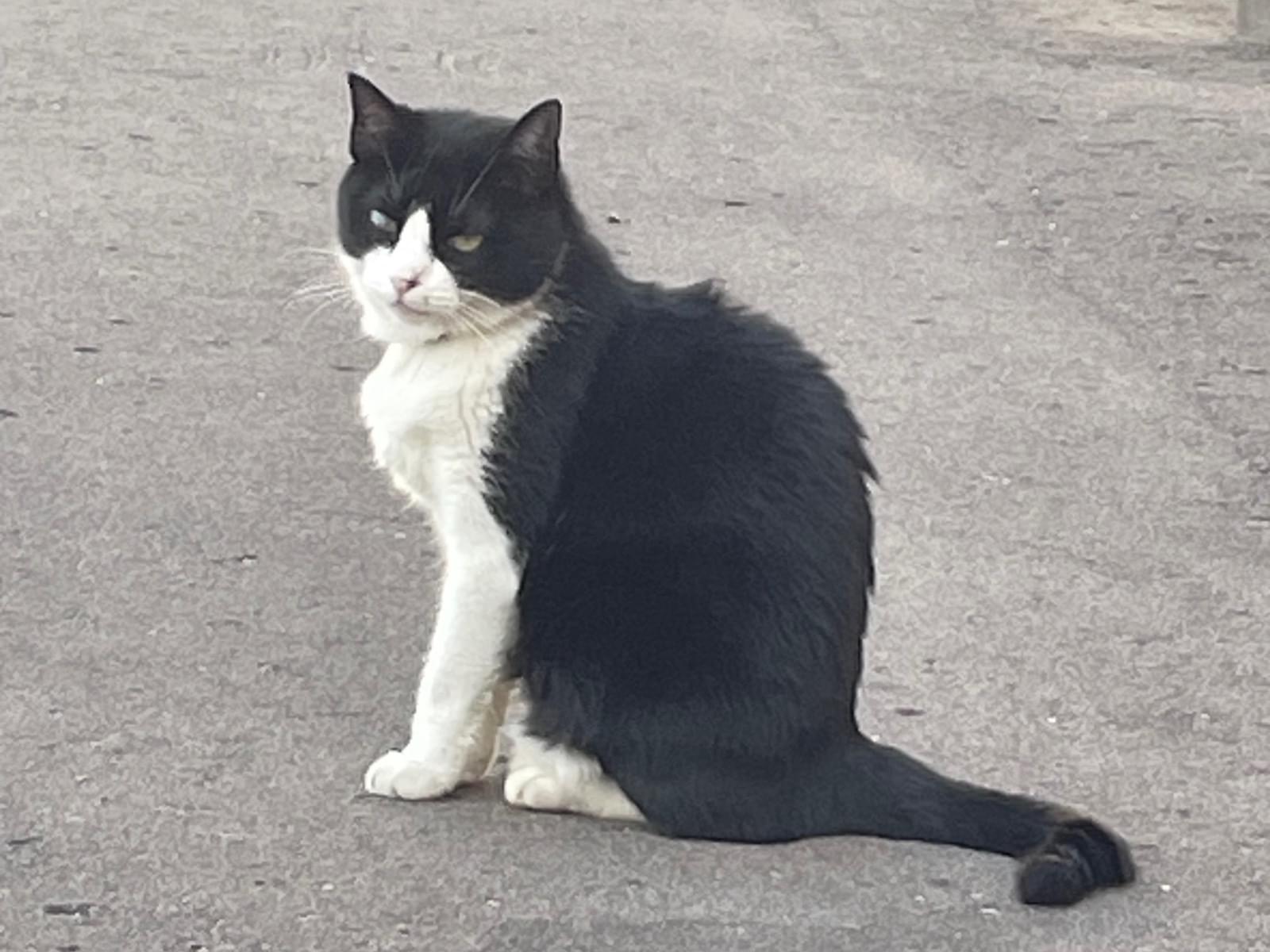 目撃された猫 目撃された猫