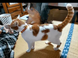 口の周りが、ぐるりと茶色い 白茶の猫を探しています