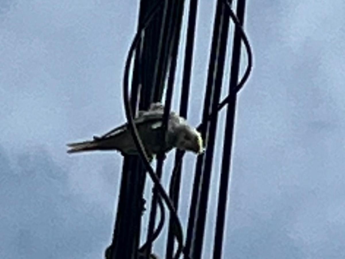 目撃された鳥 目撃された鳥