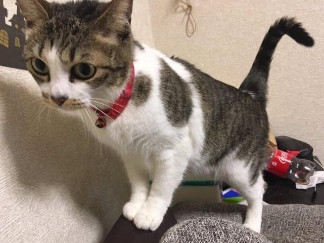 ほたるちゃん ほたるちゃん
