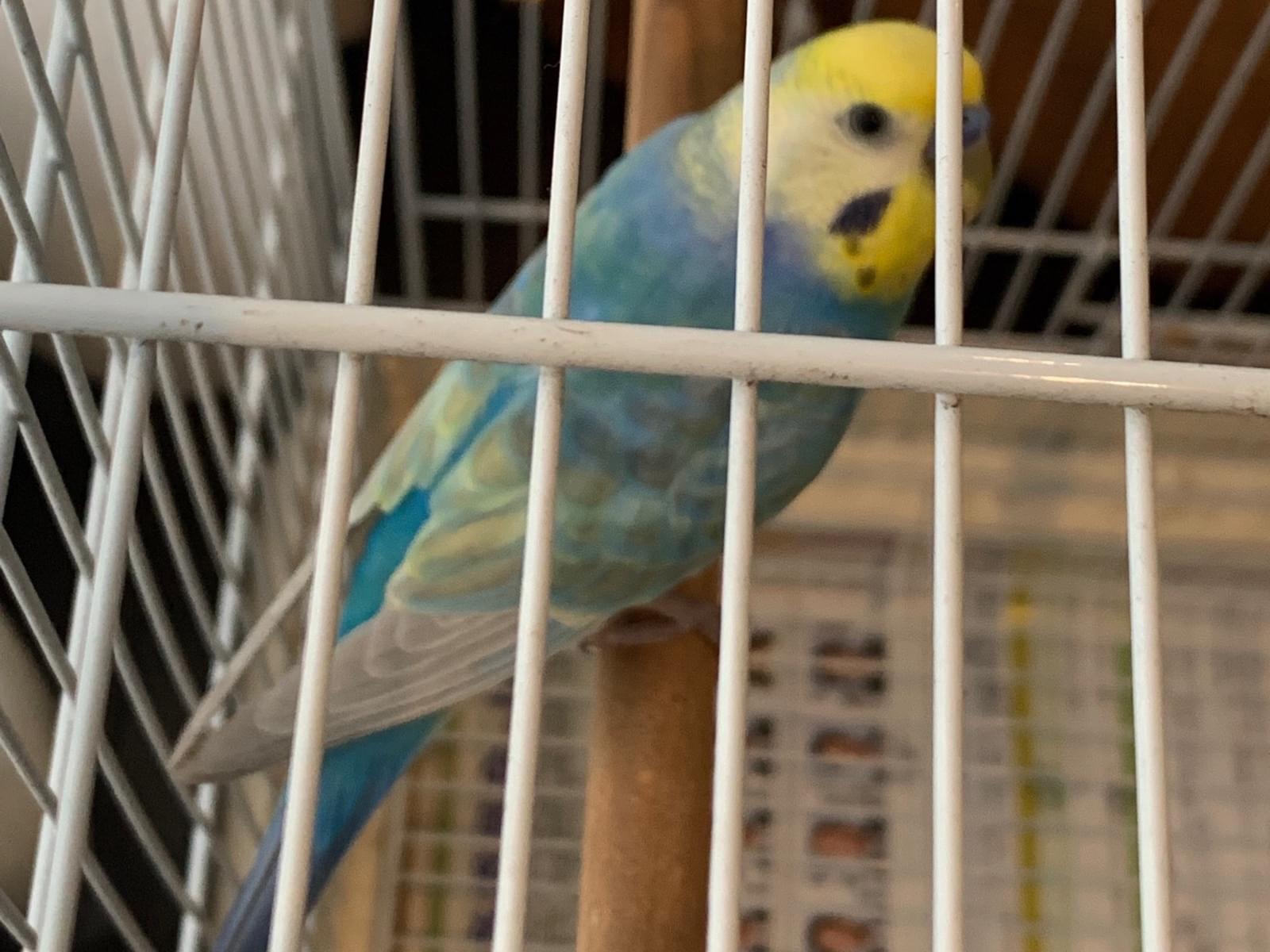 保護された鳥 保護された鳥