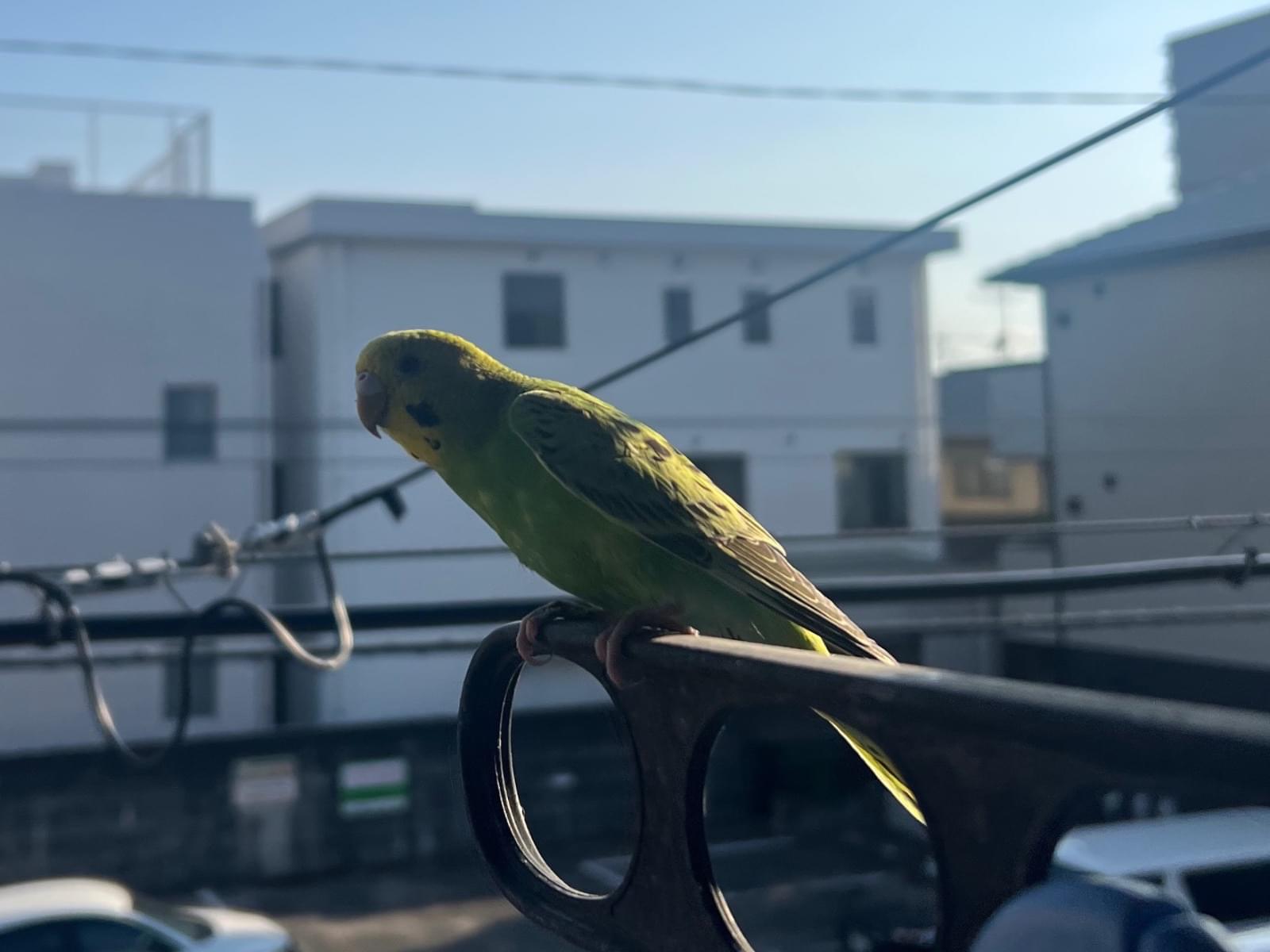 目撃された鳥