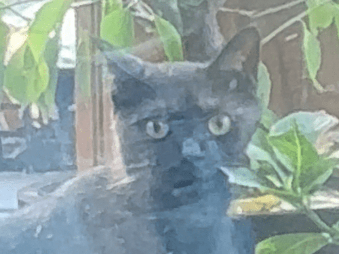 目撃された猫 目撃された猫