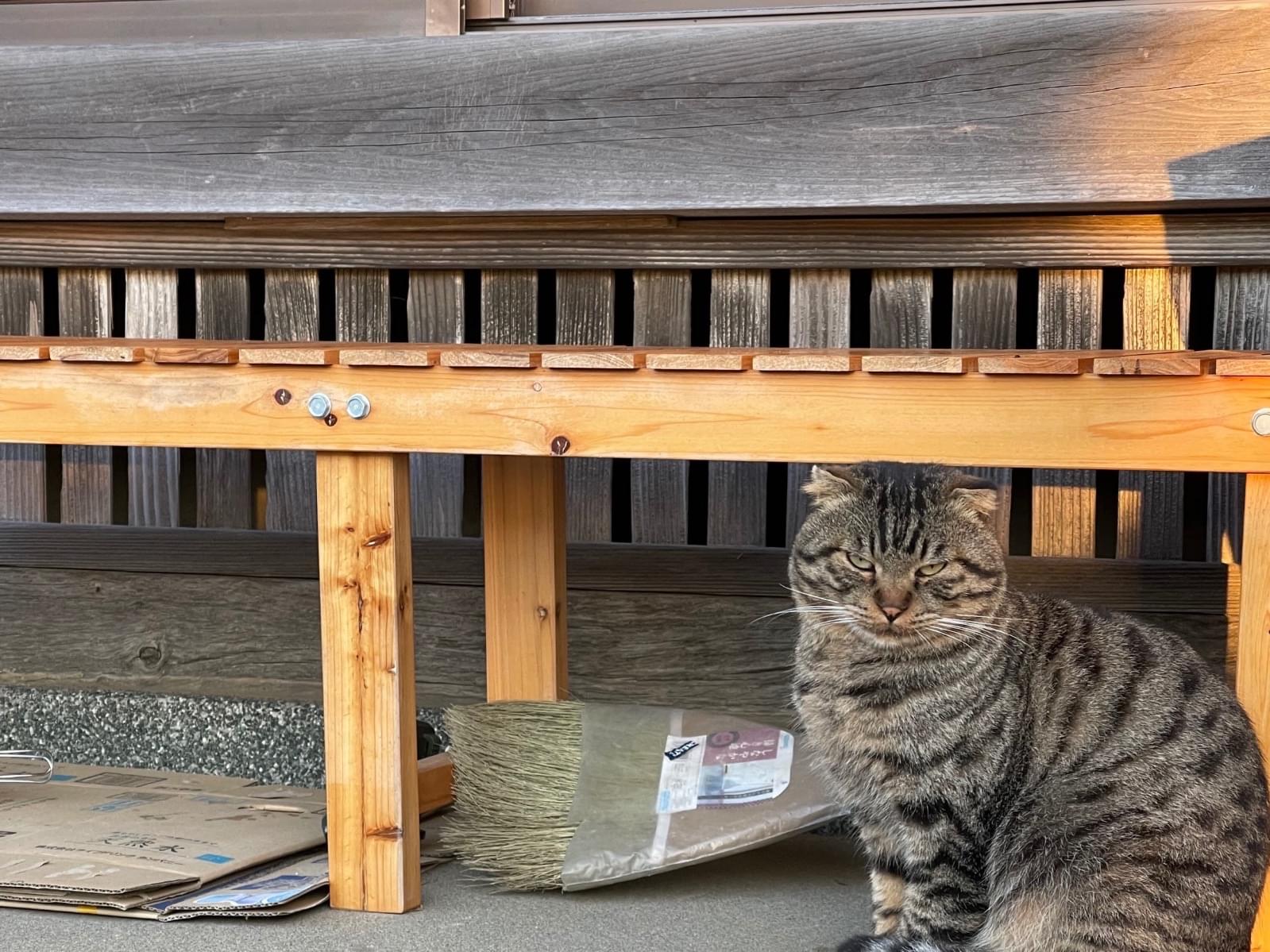 目撃された猫 目撃された猫