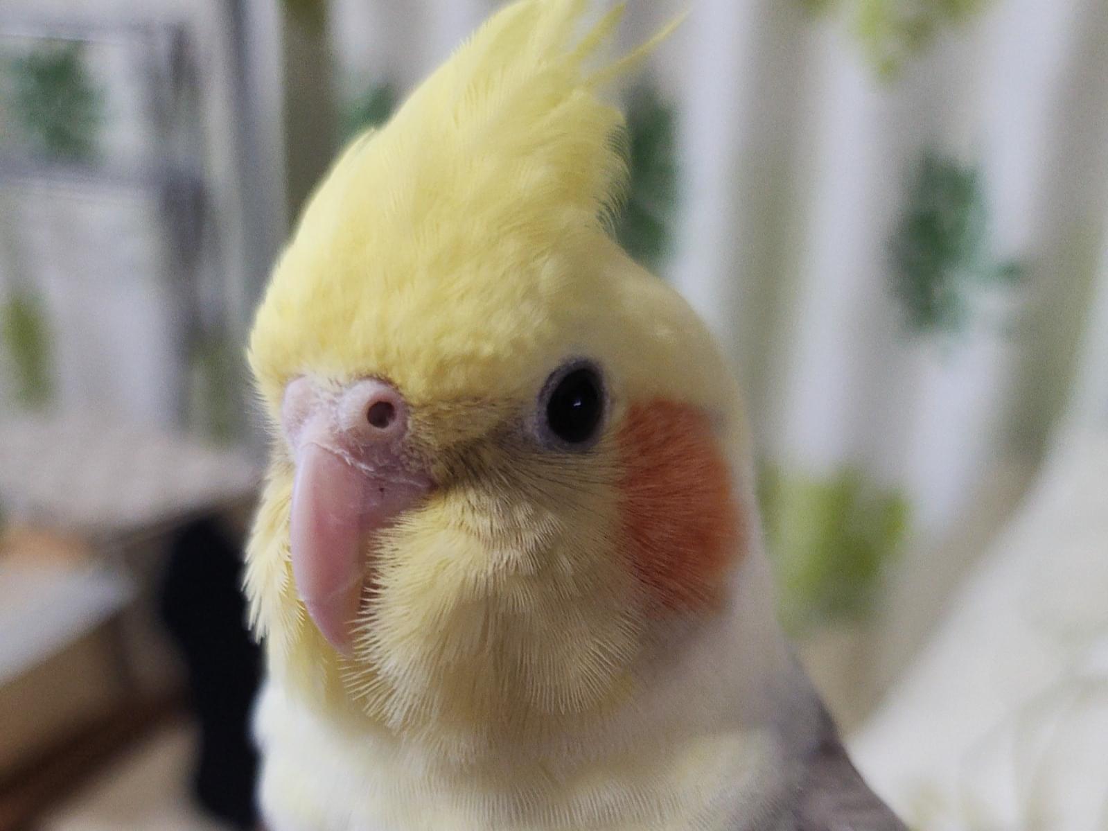 らぴちゃん らぴちゃん