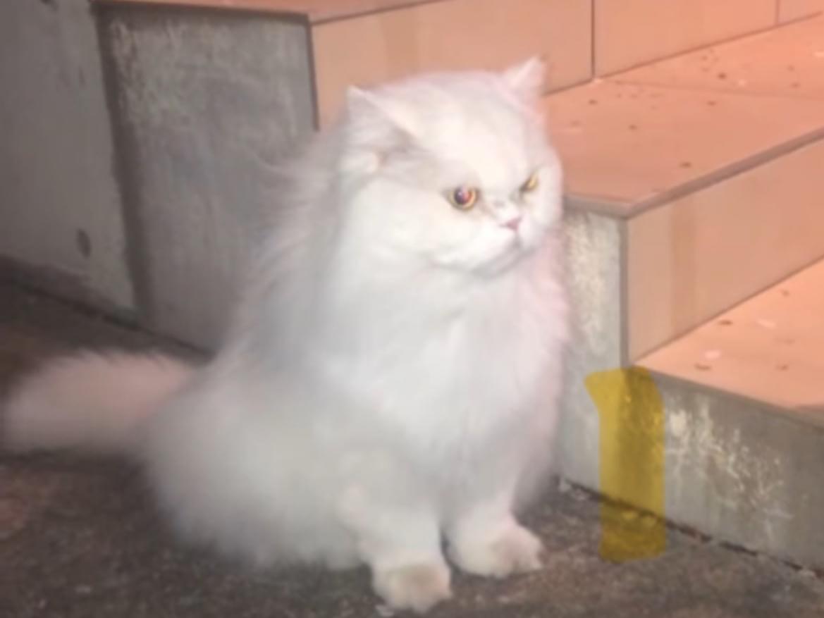 目撃された猫 目撃された猫