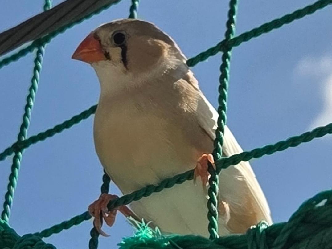 保護された鳥 保護された鳥