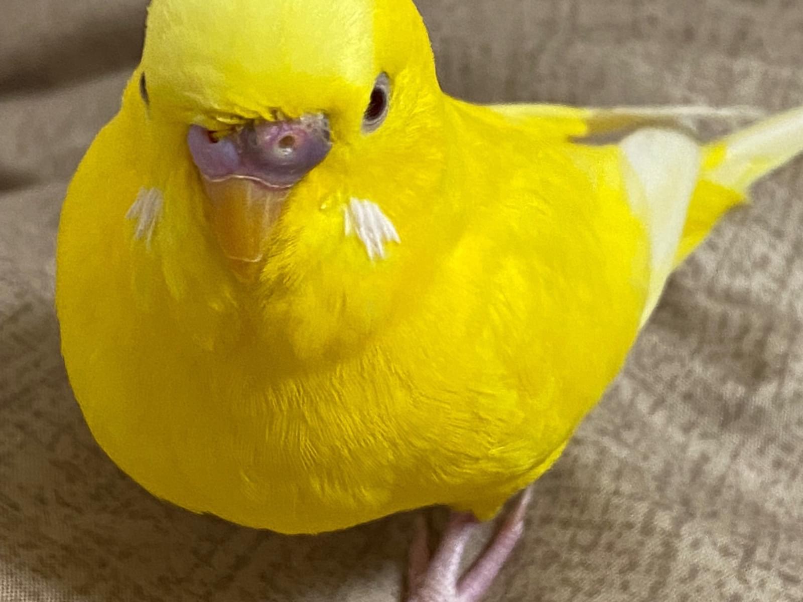 おむちゃん おむちゃん